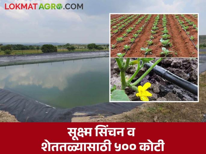 Government approves expenditure of Rs 500 crore for drip and frost irrigation as well as individual farm pond scheme | ठिबक व तुषार सिंचन तसेच वैयक्तिक शेततळे योजनेसाठी ५०० कोटी खर्चास शासनाची मान्यता Government approves expenditure of Rs 500 crore for drip and frost irrigation as well as individual farm pond scheme | ठिबक व तुषार सिंचन तसेच वैयक्तिक शेततळे योजनेसाठी ५०० कोटी खर्चास शासनाची मान्यता