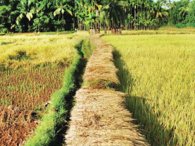 There is a need to change policies in agriculture and non-agricultural sectors | शेतीची माती न होण्यासाठी मजबूत धोरण हवे There is a need to change policies in agriculture and non-agricultural sectors | शेतीची माती न होण्यासाठी मजबूत धोरण हवे