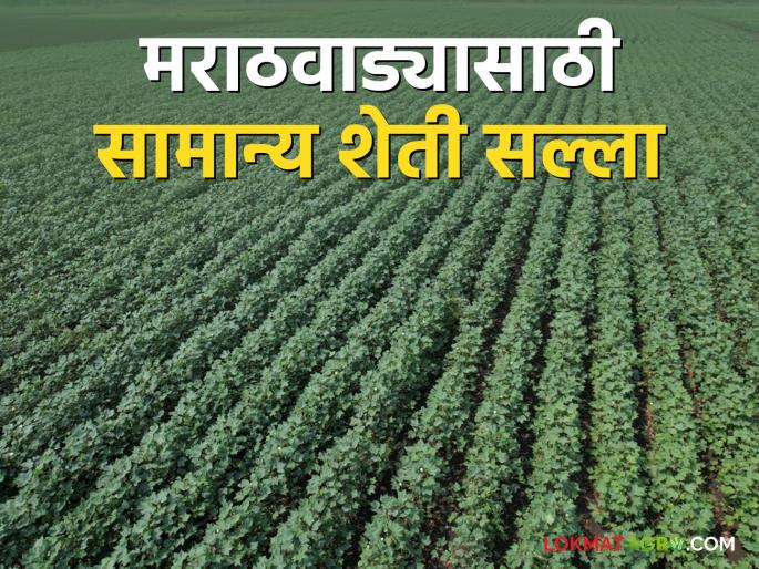 Agro Advisory: Take care of crops in dry weather like this | Agro Advisory : कोरड्या हवामानात अशी घ्या पिकांची काळजी Agro Advisory: Take care of crops in dry weather like this | Agro Advisory : कोरड्या हवामानात अशी घ्या पिकांची काळजी
