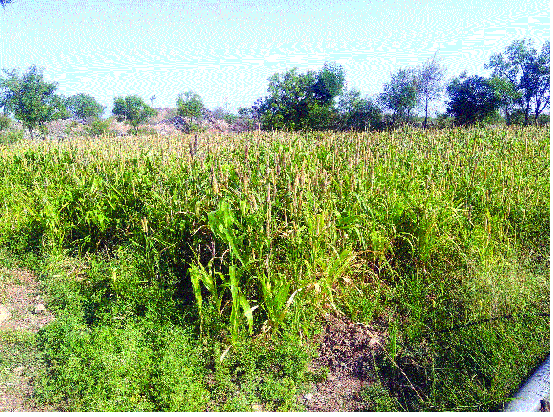 Kharif danger of 5000 hectares in Jalgaon district | जळगाव जिल्ह्यात ५ हजार हेक्टरवरील खरीप हंगाम धोक्यात Kharif danger of 5000 hectares in Jalgaon district | जळगाव जिल्ह्यात ५ हजार हेक्टरवरील खरीप हंगाम धोक्यात