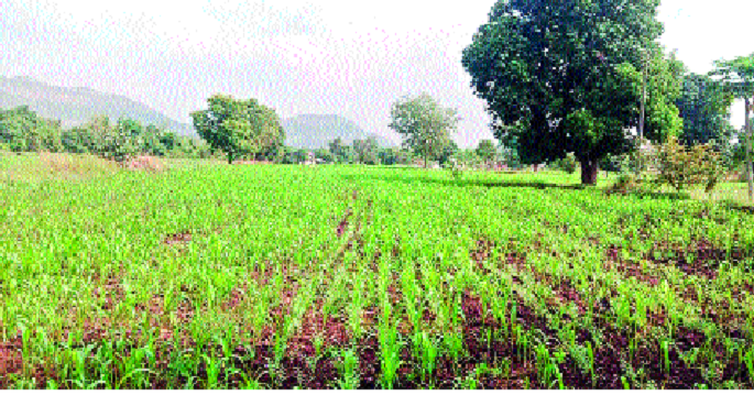 wages are not affordable fertilizers and seeds rates are also increased | मजुरी तर परवडेनाच; खते, बियाणेही खिसा करताहेत रिकामा