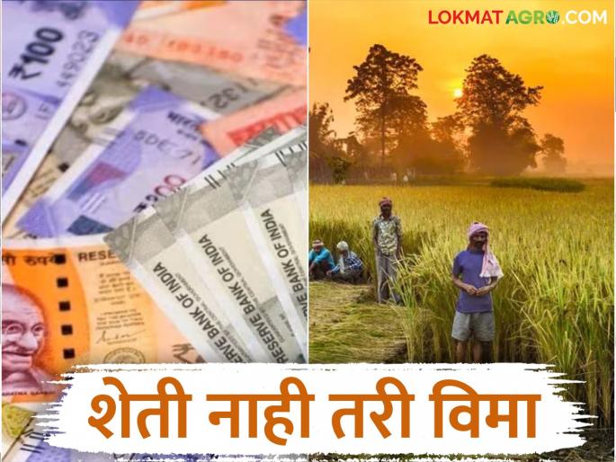 Banavat Pik Vima : Fake crop insurance companies are spreading outside the state; Strict action ordered | Banavat Pik Vima : बनावट पिक विमा उतरवणारांचे जाळे राज्याबाहेरही; कडक कारवाईचे आदेश Banavat Pik Vima : Fake crop insurance companies are spreading outside the state; Strict action ordered | Banavat Pik Vima : बनावट पिक विमा उतरवणारांचे जाळे राज्याबाहेरही; कडक कारवाईचे आदेश