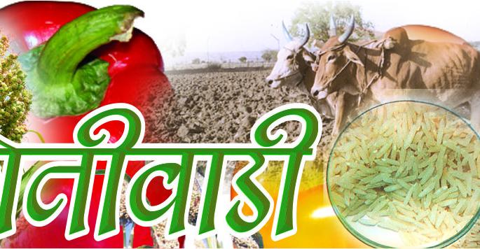 Hingoli received 1 lakh quintals of seed | हिंगोलीत १ लाख क्विंटल बियाणे प्राप्त  Hingoli received 1 lakh quintals of seed | हिंगोलीत १ लाख क्विंटल बियाणे प्राप्त