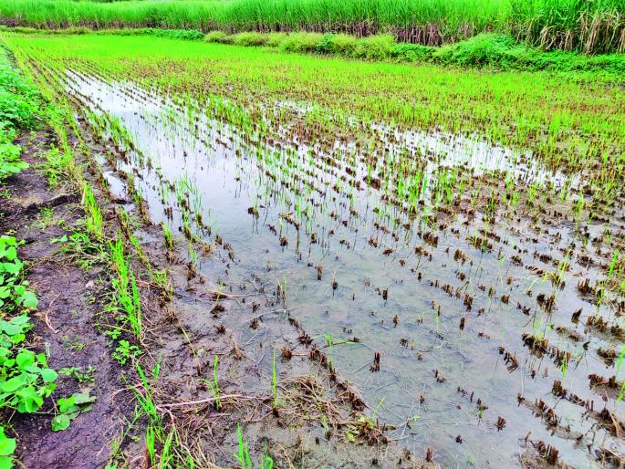 When will the premature punches in Sangli district be completed? | सांगली जिल्ह्यातील अवकाळीचे पंचनामे पूर्ण होणार कधी? When will the premature punches in Sangli district be completed? | सांगली जिल्ह्यातील अवकाळीचे पंचनामे पूर्ण होणार कधी?