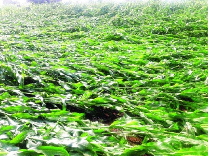 Due to the disadvantage of Jowar Bhuiyan, dam in Satara district: Major damage to vineyards | अवकाळीमुळं ज्वारी भुईसपाट, सातारा जिल्ह्यात नुकसान : द्राक्ष बागांचेही मोठे नुकसान