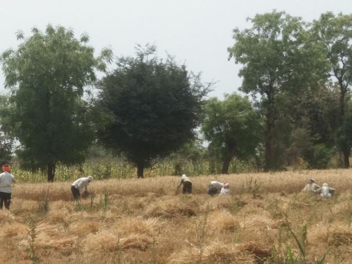 The farmers were busy with agricultural work while Corona was desperate | कोरोनाचा हाहाकार असताना शेतकरी मात्र शेती कामात व्यस्त The farmers were busy with agricultural work while Corona was desperate | कोरोनाचा हाहाकार असताना शेतकरी मात्र शेती कामात व्यस्त