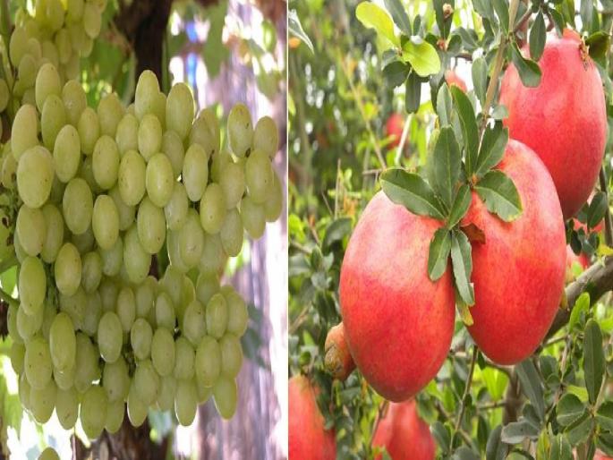 A laboratory for inspection of agricultural produce will be set up in Sangli, 17 crores approved | शेतीमालाच्या तपासणीची प्रयोगशाळा सांगलीत उभारणार, १७ कोटी मंजूर A laboratory for inspection of agricultural produce will be set up in Sangli, 17 crores approved | शेतीमालाच्या तपासणीची प्रयोगशाळा सांगलीत उभारणार, १७ कोटी मंजूर