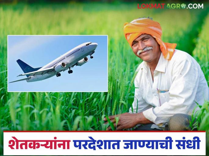 This year, 120 farmers from the state will go for a study tour abroad; GR has arrived, read in detail | यंदा परदेश अभ्यास दौऱ्यासाठी राज्यातील १२० शेतकरी जाणार; जीआर आला, वाचा सविस्तर This year, 120 farmers from the state will go for a study tour abroad; GR has arrived, read in detail | यंदा परदेश अभ्यास दौऱ्यासाठी राज्यातील १२० शेतकरी जाणार; जीआर आला, वाचा सविस्तर