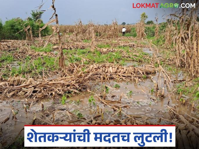 latest news Anudan Vatap Ghotala: Farmer subsidy scam update; Case registered against 28 people including 22 Talathis Read in detail | Anudan Vatap Ghotala : शेतकरी अनुदान घोटाळा अपडेट; २२ तलाठ्यांसह २८ जणांवर गुन्हा दाखल वाचा सविस्तर