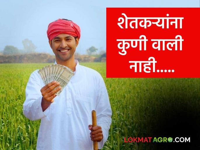 Maharashtra Election 2024: Confusion among candidates and supporters over the question of farmers; Read what is the matter in detail  | Maharashtra Election 2024 : शेतकऱ्यांच्या प्रश्नाने उमेदवारांसह समर्थकात उडला गोंधळात ; काय आहे प्रकरण ते वाचा सविस्तर  Maharashtra Election 2024: Confusion among candidates and supporters over the question of farmers; Read what is the matter in detail  | Maharashtra Election 2024 : शेतकऱ्यांच्या प्रश्नाने उमेदवारांसह समर्थकात उडला गोंधळात ; काय आहे प्रकरण ते वाचा सविस्तर