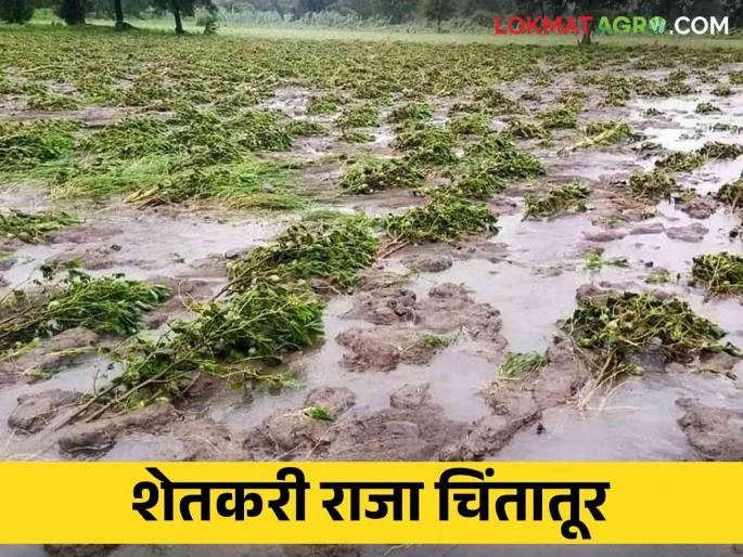 loss of crops on the eye; Farmer Raja Chintatur What to do? | डोळ्यांदेखत पिकांचे नुकसान; शेतकरीराजा चिंतातूर काय करावे सुचेना? loss of crops on the eye; Farmer Raja Chintatur What to do? | डोळ्यांदेखत पिकांचे नुकसान; शेतकरीराजा चिंतातूर काय करावे सुचेना?