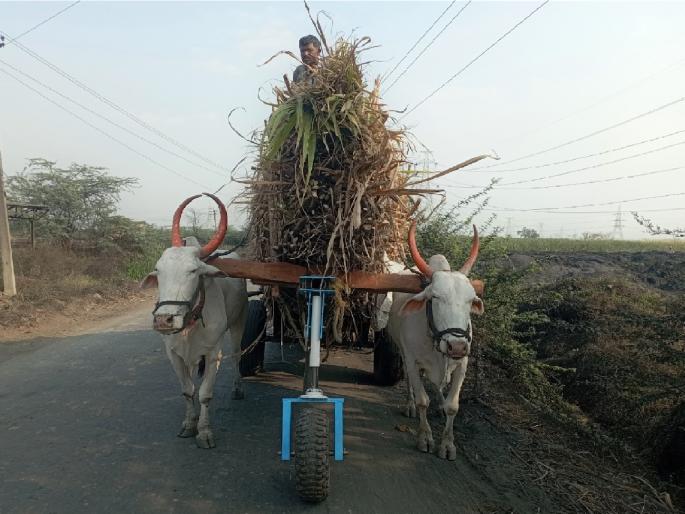 Engineering students at Rajarambapu Institute of Technology, Islampur build a bullock cart that reduces the burden on the oxen neck | अभियांत्रिकीच्या विद्यार्थ्यांचा जुगाड, बैलांच्या मानेवरील ओझे केलं हलकं Engineering students at Rajarambapu Institute of Technology, Islampur build a bullock cart that reduces the burden on the oxen neck | अभियांत्रिकीच्या विद्यार्थ्यांचा जुगाड, बैलांच्या मानेवरील ओझे केलं हलकं