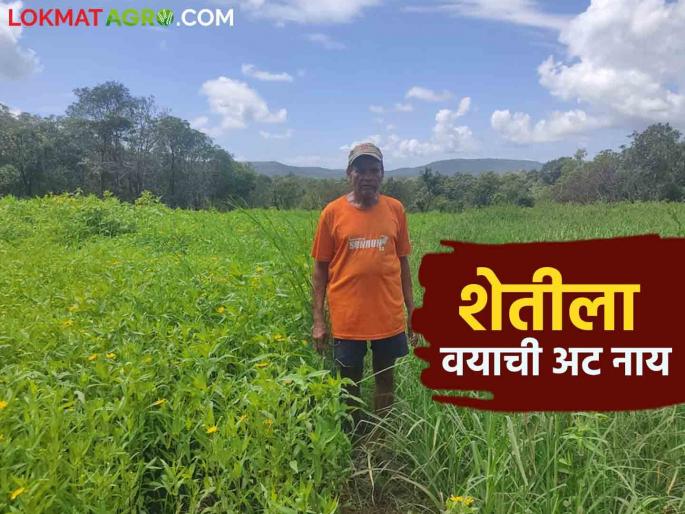 Farmer Tukaram is moving towards old age, but his interest in agriculture continues to generate perennial income | शेतकरी तुकाराम यांची वार्धक्याकडे वाटचाल मात्र शेतीची आवड कायम काढता आहेत बारमाही उत्पन्न Farmer Tukaram is moving towards old age, but his interest in agriculture continues to generate perennial income | शेतकरी तुकाराम यांची वार्धक्याकडे वाटचाल मात्र शेतीची आवड कायम काढता आहेत बारमाही उत्पन्न