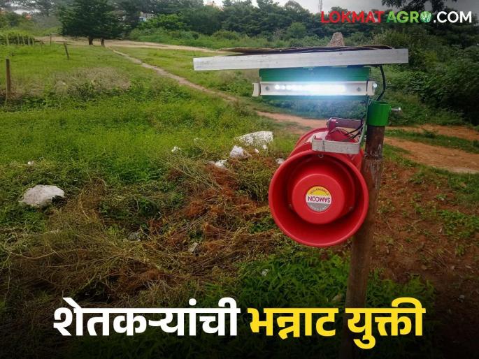 latest news Protect Crops : Farmers smart trick to protect crops from wild animals | Protect Crops : वन्यप्राण्यांपासून पिके वाचवण्यासाठी शेतकऱ्यांची स्मार्ट युक्ती