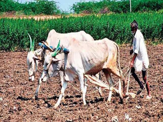 Farmers in Junnar taluka panicked due to strong winds! Possibility of crop damage | जुन्नर तालुक्यातील वादळी वाऱ्याच्या भीतीने शेतकरी धास्तावले! पिकांचे नुकसान होण्याची शक्यता Farmers in Junnar taluka panicked due to strong winds! Possibility of crop damage | जुन्नर तालुक्यातील वादळी वाऱ्याच्या भीतीने शेतकरी धास्तावले! पिकांचे नुकसान होण्याची शक्यता
