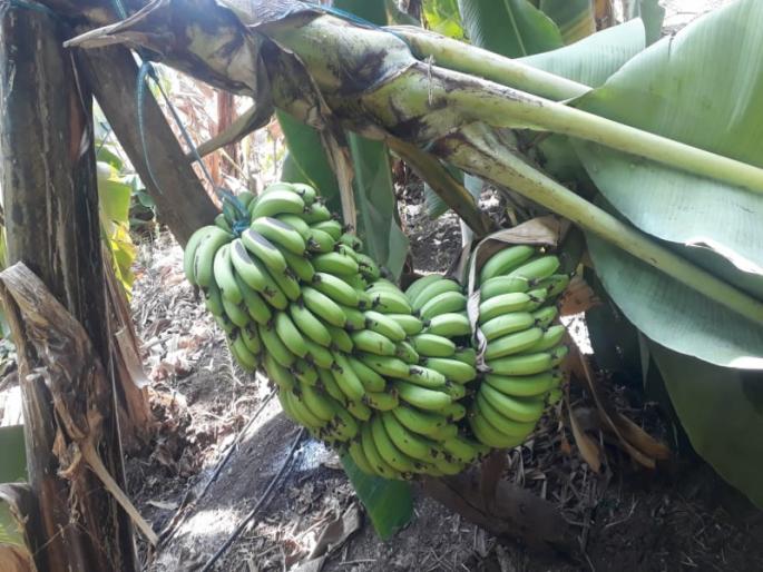 The fruad with farmers by the merchant class; The benefit of the lockdown situation | व्यापारी वर्गाकडून शेतकऱ्यांची लूट ; लॉकडाऊनच्या परिस्थितीचा उचलला जातोय फायदा The fruad with farmers by the merchant class; The benefit of the lockdown situation | व्यापारी वर्गाकडून शेतकऱ्यांची लूट ; लॉकडाऊनच्या परिस्थितीचा उचलला जातोय फायदा