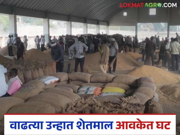 Shetmal Awak: latest news Why has the arrival of Shetmal in the market decreased; Find out what is the reason | Shetmal Awak: बाजारात शेतमालाची आवक का घटली; जाणून घ्या काय आहे कारण