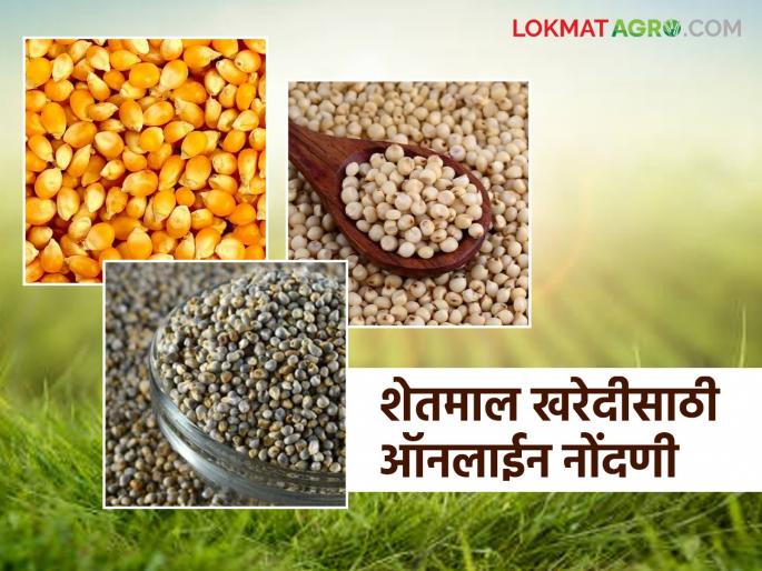 Shetmal Kharedi: latest news Online registration of jowar, millet and maize for purchase at guaranteed price begins; Read in detail | Shetmal Kharedi: हमीभावाने खरेदीसाठी ज्वारी, बाजरी व मक्याची ऑनलाइन नोंदणी सुरू; वाचा सविस्तर Shetmal Kharedi: latest news Online registration of jowar, millet and maize for purchase at guaranteed price begins; Read in detail | Shetmal Kharedi: हमीभावाने खरेदीसाठी ज्वारी, बाजरी व मक्याची ऑनलाइन नोंदणी सुरू; वाचा सविस्तर