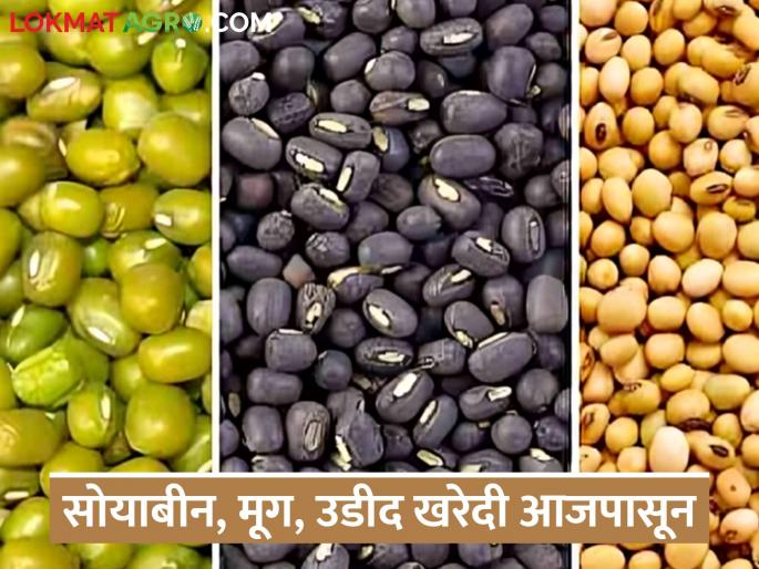 latest news NAFED Shetmal Kharedi: Soybean, moong, urad procurement from today; Farmers troubled by registration hurdles | NAFED Shetmal Kharedi : सोयाबीन, मूग, उडीद खरेदी आजपासून; नोंदणीतील अडथळ्यांवरून शेतकरी त्रस्त latest news NAFED Shetmal Kharedi: Soybean, moong, urad procurement from today; Farmers troubled by registration hurdles | NAFED Shetmal Kharedi : सोयाबीन, मूग, उडीद खरेदी आजपासून; नोंदणीतील अडथळ्यांवरून शेतकरी त्रस्त