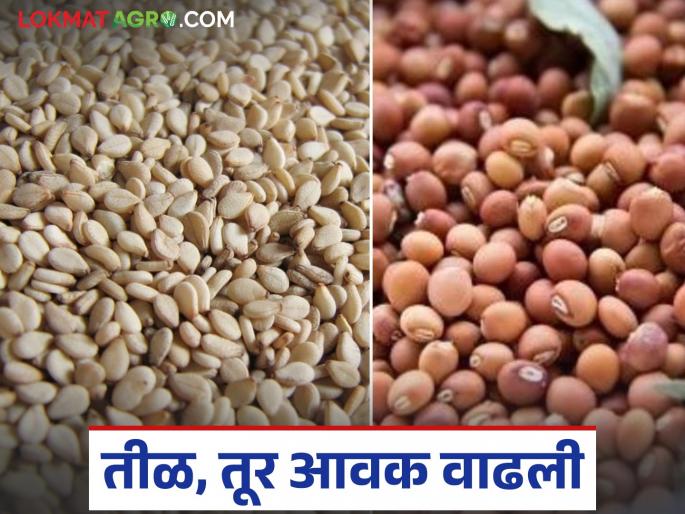 latest news Shetmal Bajar Bhav: Agricultural goods arrivals in the market increased before the new season; Sesame seeds received the highest price. Read in detail | Shetmal Bajar Bhav : नवीन हंगामापूर्वी बाजारात शेतमाल आवक वाढली; तिळाला मिळाले उच्चांकी भाव वाचा सविस्तर