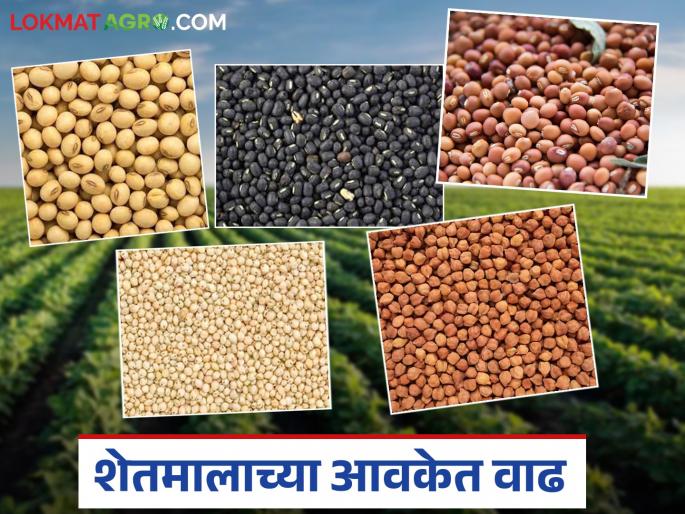 latest news Shetmal Bajar Bhav : Improvement in agricultural commodity prices in the market after the bullock cart. Read in detail. | Shetmal Bajar Bhav : बैलपोळ्यानंतर बाजारात शेतमालाच्या दरात सुधारणा वाचा सविस्तर
