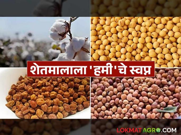 Shetmal Hamibhav: Soybean, Tur inside MSP, when will the law be implemented? read in details | Shetmal Hamibhav: सोयाबीन, तूर एमएसपीच्या आत, कायद्याची अंमलबजावणी केव्हा? वाचा सविस्तर Shetmal Hamibhav: Soybean, Tur inside MSP, when will the law be implemented? read in details | Shetmal Hamibhav: सोयाबीन, तूर एमएसपीच्या आत, कायद्याची अंमलबजावणी केव्हा? वाचा सविस्तर