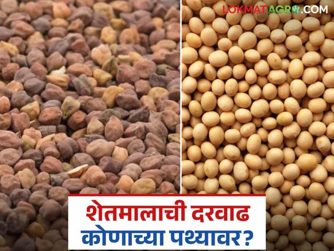 Shetmal Bajar Bhav: latest news Who will bear the price hike of soybeans and Harbhara? Read in detail | Shetmal Bajar Bhav: सोयाबीन, हरभऱ्याची दरवाढ कोणाच्या पथ्यावर पडणार? वाचा सविस्तर Shetmal Bajar Bhav: latest news Who will bear the price hike of soybeans and Harbhara? Read in detail | Shetmal Bajar Bhav: सोयाबीन, हरभऱ्याची दरवाढ कोणाच्या पथ्यावर पडणार? वाचा सविस्तर