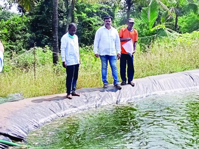 Successful fish farming in Chakka Farm | चक्क शेततळ्यात मत्स्य शेती यशस्वी Successful fish farming in Chakka Farm | चक्क शेततळ्यात मत्स्य शेती यशस्वी