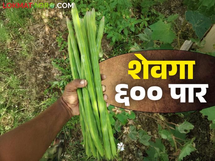 Shevga Bajar Bhav : drumstick market is fetching record breaking market price | Shevga Bajar Bhav : शेवग्याची बाजारात चलती मिळतोय रेकॉर्ड ब्रेक बाजारभाव Shevga Bajar Bhav : drumstick market is fetching record breaking market price | Shevga Bajar Bhav : शेवग्याची बाजारात चलती मिळतोय रेकॉर्ड ब्रेक बाजारभाव