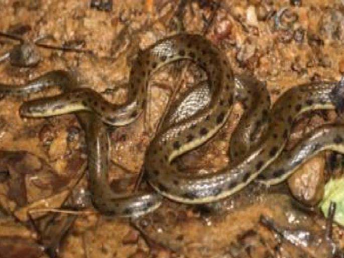 A rare non venomous Moss water snake was found in Ranganagarh | रांगणागड येथे सापडला दुर्मिळ बिनविषारी शेवाळी पाणसाप A rare non venomous Moss water snake was found in Ranganagarh | रांगणागड येथे सापडला दुर्मिळ बिनविषारी शेवाळी पाणसाप