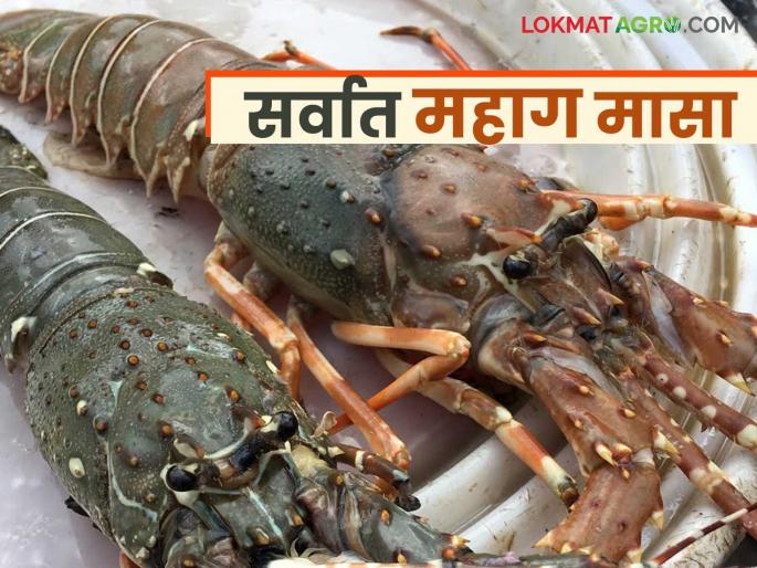 This fish from Alibaug is exported; It is fetching Rs 1200 per kg in the market | अलिबागमधील हा मासा केला जातो निर्यात; बाजारात मिळतोय किलोला १२०० रुपये दर