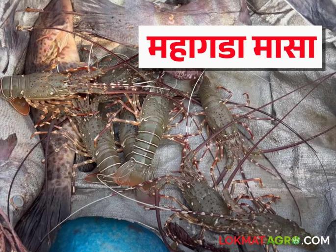 Shevand Fish : Fish variety fetching 1600 to 1800 rupees per kg read in detail | Shevand Fish : किलोला १६०० ते १८०० रुपये मिळवून देणारी मासळीची जात वाचा सविस्तर Shevand Fish : Fish variety fetching 1600 to 1800 rupees per kg read in detail | Shevand Fish : किलोला १६०० ते १८०० रुपये मिळवून देणारी मासळीची जात वाचा सविस्तर