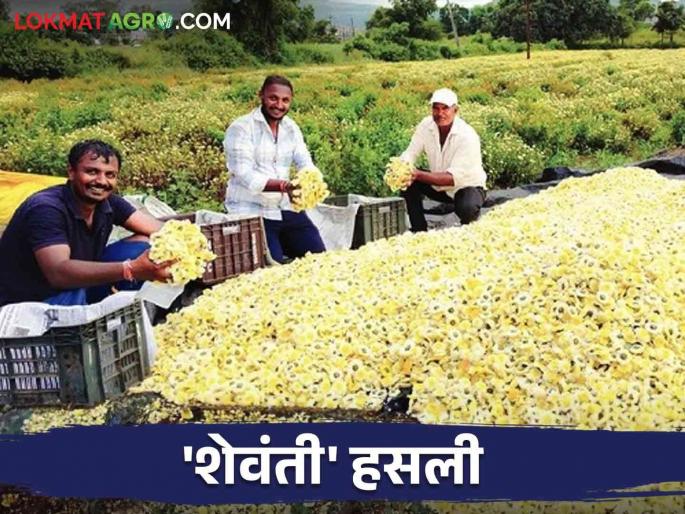 Kotul village farmer deshmukh of earned one and a half lakhs on Dussehra from a single harvesting of Shewanti flowers | कोतूळच्या देशमुखांनी शेवंतीच्या एका तोड्यातून दसऱ्याला केली दीड लाखाची कमाई Kotul village farmer deshmukh of earned one and a half lakhs on Dussehra from a single harvesting of Shewanti flowers | कोतूळच्या देशमुखांनी शेवंतीच्या एका तोड्यातून दसऱ्याला केली दीड लाखाची कमाई