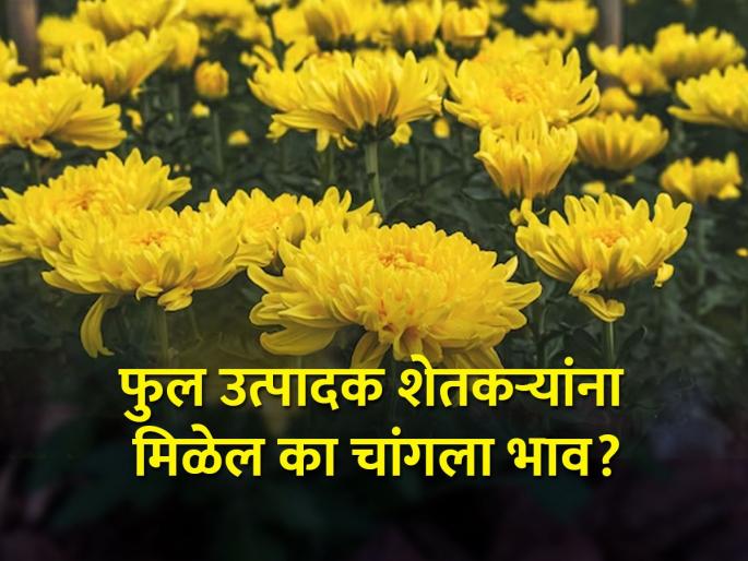 Flower farmers expect better prices from Navratri festival | नवरात्रोत्सवाकडून फुल उत्पादक शेतकऱ्यांना चांगल्या बाजारभावाची अपेक्षा Flower farmers expect better prices from Navratri festival | नवरात्रोत्सवाकडून फुल उत्पादक शेतकऱ्यांना चांगल्या बाजारभावाची अपेक्षा