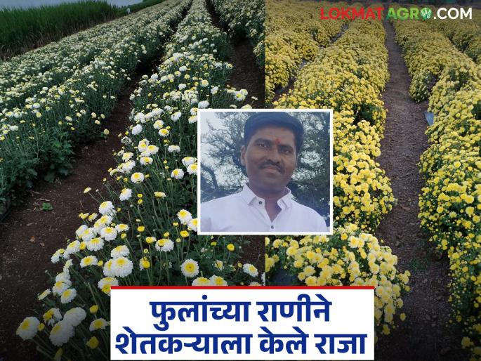 He lost his good job and then took up farming; Rahul became a millionaire through chrysanthemum flower farming | हातची चांगली नोकरी गेली मग शेतीचा नाद केला; शेवंतीच्या फुलशेतीने राहुल झाला लखपती