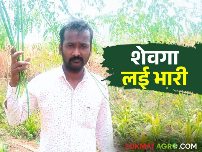 Cultivation of 16 gunta of drumstick also earned more from inter-cropping | Drumstick १६ गुंठे शेवग्याची शेती आंतरपिकातुनही केली अधिकाची कमाई Cultivation of 16 gunta of drumstick also earned more from inter-cropping | Drumstick १६ गुंठे शेवग्याची शेती आंतरपिकातुनही केली अधिकाची कमाई