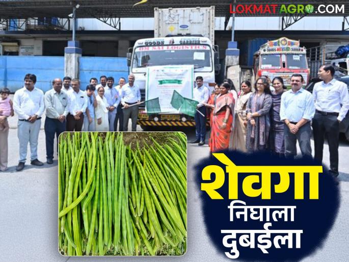 Shevga Export : Drumstick of a women farmers group from Pandharpur taluka export to Dubai | Shevga Export : पंढरपूर तालुक्यामधील शेतकरी महिला गटाचा शेवगा दुबईला रवाना Shevga Export : Drumstick of a women farmers group from Pandharpur taluka export to Dubai | Shevga Export : पंढरपूर तालुक्यामधील शेतकरी महिला गटाचा शेवगा दुबईला रवाना