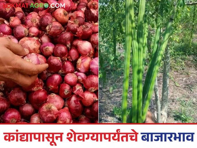 latest news see prices tomatoes, cabbage, and turnips along with onions Read in detail | Kanda Shevaga Market : कांद्यासह टोमॅटो, कोबी, शेवग्याला काय भाव मिळतोय? वाचा सविस्तर 