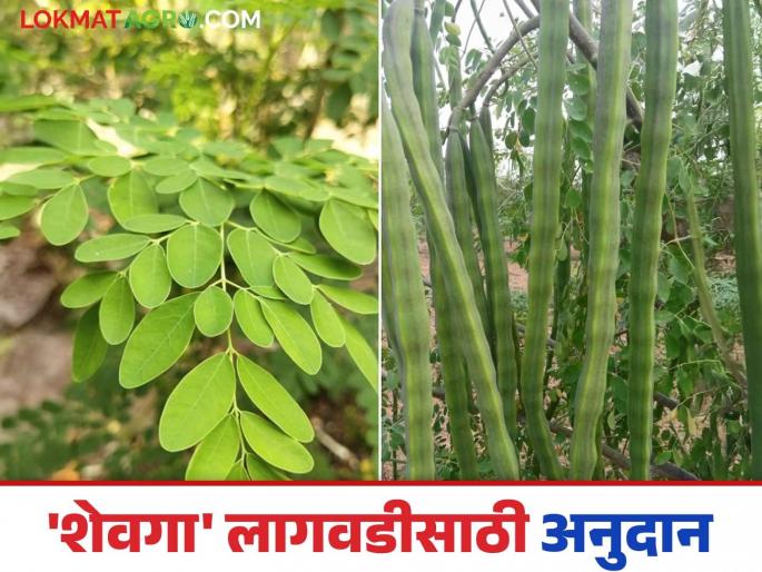 Falbag Lagwad Yojana : 1.33 lakh subsidy for Shevga Drumstick cultivation and 7 lakh for bamboo; Read in detail | Falbag Lagwad Yojana : शेवगा लागवडीसाठी १.३३ लाख तर बांबूला ७ लाखांचे अनुदान; वाचा सविस्तर