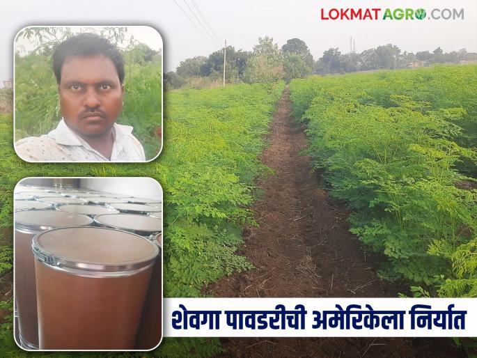 First drumstick farming on YouTube; Now I am exporting drumstick powder to America myself | युट्युबवर पाहिली शेवग्याची शेती; आता स्वत:च करतोय शेवग्याची पावडर अमेरिकेला निर्यात First drumstick farming on YouTube; Now I am exporting drumstick powder to America myself | युट्युबवर पाहिली शेवग्याची शेती; आता स्वत:च करतोय शेवग्याची पावडर अमेरिकेला निर्यात