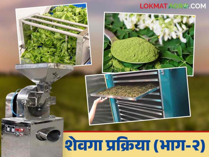 Shevga Powder : How to make powder from drumstick? Cost of setting up the industry; Let's see in detail | Shevga Powder : शेवग्यापासून कशी बनवाल पावडर? उद्योग उभारणीसाठी किती लागतो खर्च; पाहूया सविस्तर
