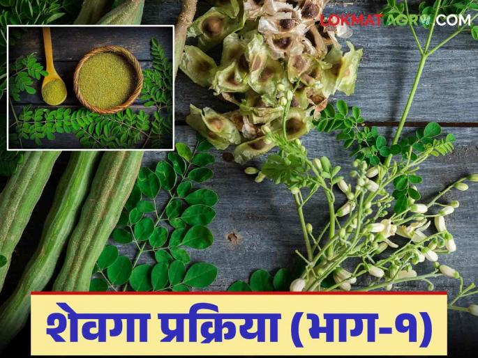 Shevga Powder Business: What are the opportunities in the Shevga Powder Processing Business? Read in detail | Shevga Powder Business : शेवग्यापासून पावडर बनविणे प्रक्रिया व्यवसायात कशा आहेत संधी? वाचा सविस्तर