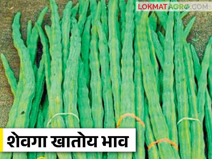 Drumstick Benefits : Healthy drumsticks are gaining demand; 'These' are properties | Drumstick Benefits : आरोग्यदायी शेवग्याला मिळत आहे मागणी ; 'हे' आहेत गुणधर्म Drumstick Benefits : Healthy drumsticks are gaining demand; 'These' are properties | Drumstick Benefits : आरोग्यदायी शेवग्याला मिळत आहे मागणी ; 'हे' आहेत गुणधर्म