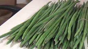 Shevgaya export market threatens! | शेवग्याची एक्सपोर्ट बाजारपेठ धोक्यात! Shevgaya export market threatens! | शेवग्याची एक्सपोर्ट बाजारपेठ धोक्यात!