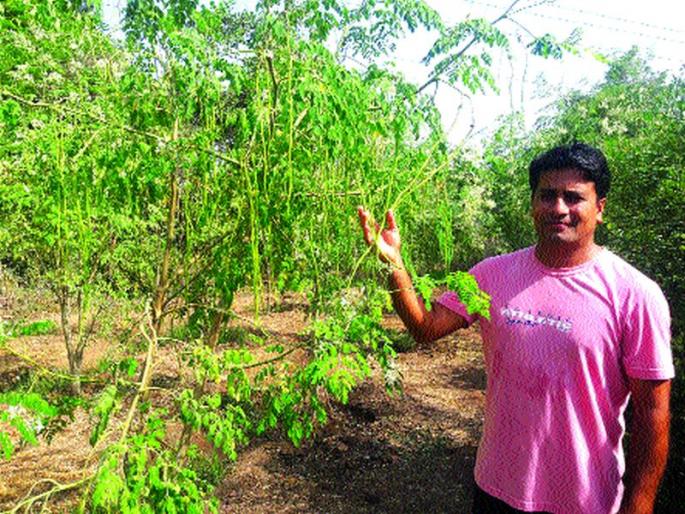 Lakhpat made by a sheep! | शेवग्याने बनविले लखपती! Lakhpat made by a sheep! | शेवग्याने बनविले लखपती!