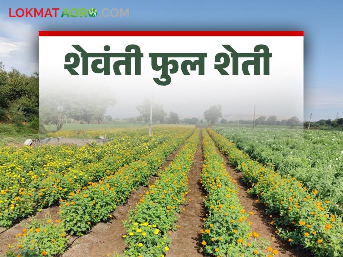 Women Farmer Story: Women cultivate flowers in a hundred acres of land in Shirodi Khurd | Women Farmer Story : शिरोडी खुर्द येथे शंभर एकरक्षेत्रात महिलांनी फुलवली फुलांची शेती