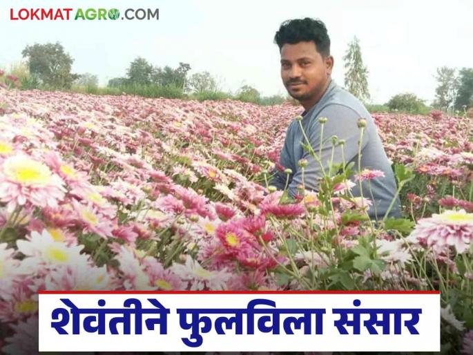 Farmer Success Story: Vijayrao earned lakhs of rupees from Shevanti farming through planning and hard work | Farmer Success Story : नियोजन अन् श्रमांच्या जोरावर विजयरावांनी शेवंती शेतीतून लाखाची कमाई Farmer Success Story: Vijayrao earned lakhs of rupees from Shevanti farming through planning and hard work | Farmer Success Story : नियोजन अन् श्रमांच्या जोरावर विजयरावांनी शेवंती शेतीतून लाखाची कमाई