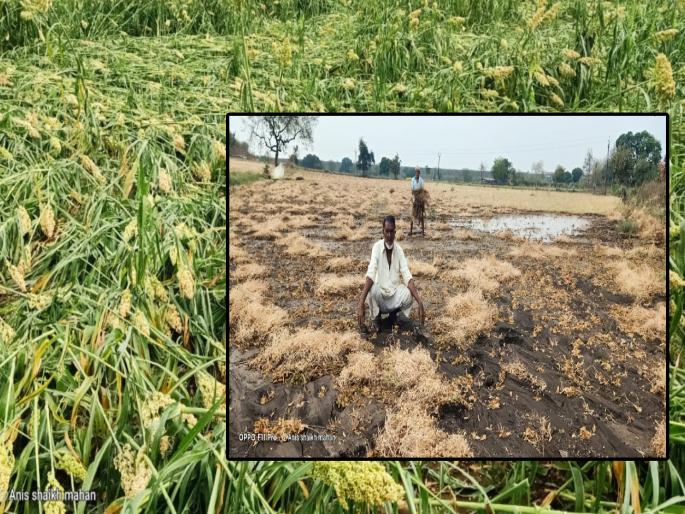 Unseasonal rain and hailstorm hit Akola district, damage to rabi crops | अकोला जिल्ह्याला अवकाळी पाऊस व गारपीटचा तडाखा, रब्बी पिकांचे नुकसान Unseasonal rain and hailstorm hit Akola district, damage to rabi crops | अकोला जिल्ह्याला अवकाळी पाऊस व गारपीटचा तडाखा, रब्बी पिकांचे नुकसान