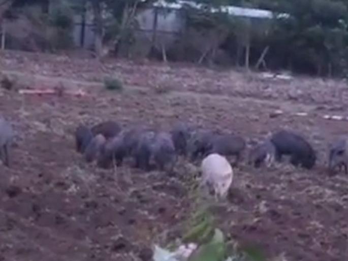 A piggery in Raipur in Nashik; Farmers were shocked | नाशिकमधील रायपूरमध्ये डुकरांचा सुळसुळाट; शेतकरी झाले हैराण A piggery in Raipur in Nashik; Farmers were shocked | नाशिकमधील रायपूरमध्ये डुकरांचा सुळसुळाट; शेतकरी झाले हैराण