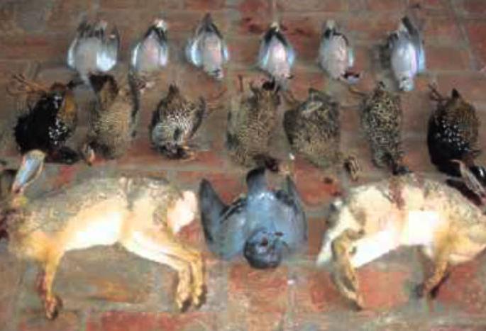 Hunt for wild animals was caught in Solapur | वन्यप्राण्यांची शिकार करणाºया चौघांना सोलापूरात पकडले Hunt for wild animals was caught in Solapur | वन्यप्राण्यांची शिकार करणाºया चौघांना सोलापूरात पकडले